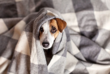 A dog burrowing under a cozy blanket